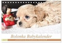 CALVENDO Wandkalender Bolonka Babykalender 2027 (Tischkalender 2027 DIN A5...