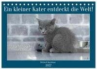 CALVENDO Wandkalender Ein kleiner Kater entdeckt die Welt! (Tischkalender 2027...