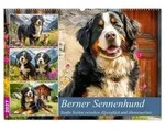 CALVENDO Wandkalender Berner Sennenhund. Sanfte Seelen zwischen Alpengl&uuml;ck und