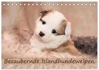 CALVENDO Wandkalender Bezaubernde Islandhundewelpen (Tischkalender 2027 DIN A5...