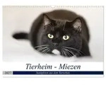 CALVENDO Wandkalender Tierheim - Miezen (Wandkalender 2027 DIN A3 quer),...
