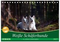 CALVENDO Wandkalender Wei&szlig;e Sch&auml;ferhunde in sch&ouml;nen Landschaften...