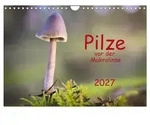 CALVENDO Wandkalender Pilze vor der Makrolinse 2027 (Wandkalender 2027 DIN A4...