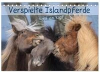 CALVENDO Wandkalender Verspielte Islandpferde Kopf an Kopf (Tischkalender 2027...