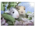 CALVENDO Wandkalender Meerschweinchen 2027 - bezaubernd, hinrei&szlig;end,...