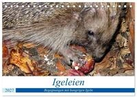 CALVENDO Wandkalender Igeleien - Begegnungen mit hungrigen Igeln (Tischkalender...