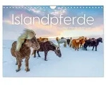 CALVENDO Wandkalender Islandpferde - Die s&uuml;&szlig;en Pferde im Norden....