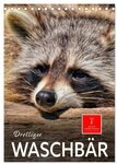 CALVENDO Wandkalender Drolliger Waschb&auml;r (Tischkalender 2027 DIN A5 hoch),...