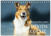CALVENDO Wandkalender Ein Freund f&uuml;rs Leben - Smooth Collie (Tischkalender...