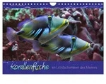 CALVENDO Wandkalender Korallenfische im Lichtschimmer des Meeres (Wandkalender...