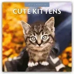 Wandkalender Cute Kittens - Niedliche K&auml;tzchen 2027 - 16-Monatskalender
