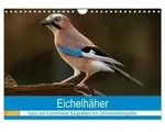 CALVENDO Wandkalender Eichelh&auml;her - Egon der Eichelh&auml;her fotografiert von