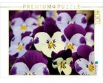 CALVENDO Puzzle CALVENDO Puzzle Hornveilchen, 1000 Teile Lege-Gr&ouml;&szlig;e 64 &times; 48...