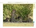 CALVENDO Puzzle CALVENDO Puzzle Geparden unter schattigem Busch, 1000 Teile