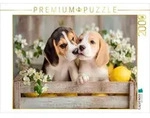 CALVENDO Puzzle CALVENDO Puzzle Beagles - Ein K&uuml;sschen f&uuml;r dich, 2000 Teile