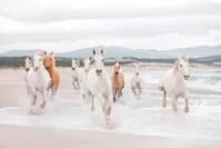 Komar Fototapete White Horses - Gr&ouml;&szlig;e 368 x 254 cm, glatt, bedruckt,...