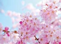 Papermoon Fototapete Cherry Blossom, glatt