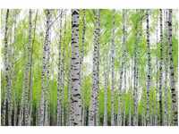 PaperMoon Birch Forest 250 x 180 cm