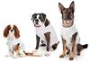 Karlie Hundeweste Safety Body für Hunde grau