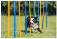 TRIXIE Agility-Slalom Fun Agility Slalom - blau/orange - &oslash; 3 &times; 115 cm,...