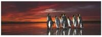 HEYE Puzzle 1000 Teile Panorama-Puzzle - Edition Humboldt: K&ouml;nigspinguine,