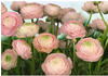 Komar Fototapete Gentle Rosé, 368x254 cm (Breite x Höhe), inklusive Kleister