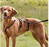 TRIXIE Hunde-Erziehungsgeschirr Panikgeschirr Stay - schwarz - 32&ndash;45 cm/10 mm