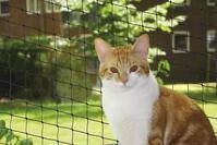 Nobby Schutznetz Nobby Katzenschutznetz schwarz Gr&ouml;&szlig;e M 4 x 3 m