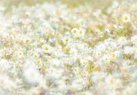 Komar Fototapete Daisies - Gr&ouml;&szlig;e 368 x 254 cm, glatt, bedruckt, Wohnzimmer,