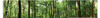 Artland Glasbild Panorama von einem grünen Sommerwald, Wald (1 St), in...
