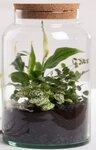esschert design &Uuml;bertopf Halboffene Terrarium Flasche Glas 7L Pflanzen Deko Gew&auml;chs