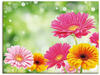 Artland Wandbild Natürliche Romantik - Gerberas, Blumen (1 St), als...