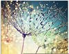 Artland Glasbild Pusteblume Zaubertropfen, Blumen (1 St), in verschiedenen...
