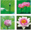 Artland Leinwandbild Lotusblumen Motive, Blumen (4 St), 4er Set, verschiedene
