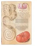Softcover Notizbuch Lilie & Tomate, Midi, Liniert