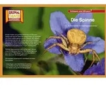 Die Spinne / Kamishibai Bildkarten