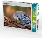 CALVENDO Puzzle "Wellensittich Wandschmuck" 2000 Teile Puzzle quer 2000 Teile