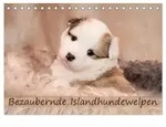 Bezaubernde Islandhundewelpen (Tischkalender 2027 DIN A5 quer), CALVENDO