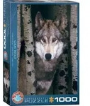 Gray Wolf