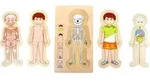 Schichtenpuzzle Anatomie Junge