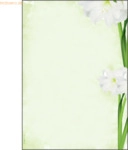 Sigel Motiv-Papier A4 90g Green Flower VE=25 Blatt