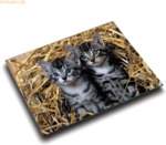 L&auml;ufer Schreibunterlage Motiv-Poster 40x53 cm Katzen im Stroh