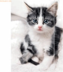 RNK Zeichenmappe A3 Karton 350g/qm Gummizug Katze