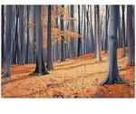 Wallarena Fototapete, Mehrfarbig, Papier, Baum/Pflanze/Natur, Rechteckig,...