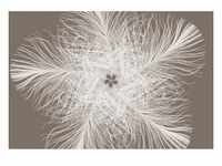 Komar Vliestapete Federstern, Weiß, Taupe, Papier, Blume, 368x248 cm, Made in