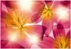 Komar Fototapete Summer Sun, Gelb, Pink, Papier, Blume, 368x254 cm, Fsc, Made in
