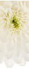 Komar Vliestapete, Gelb, Weiß, Floral, 100x280 cm, Fsc, Tapeten Shop, Vliestapeten