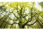 Xora Fototapete, Gr&uuml;n, Textil, Graphik, 450x280 cm, Tapeten & Wandverkleidungen,
