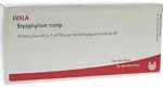 BRYOPHYLLUM COMP.Ampullen 10X1 ml