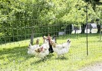 Ako Gefl&uuml;gelzaun "PoultryNet" 106 cm/50 m, gr&uuml;n, mit Doppelspitze, nicht